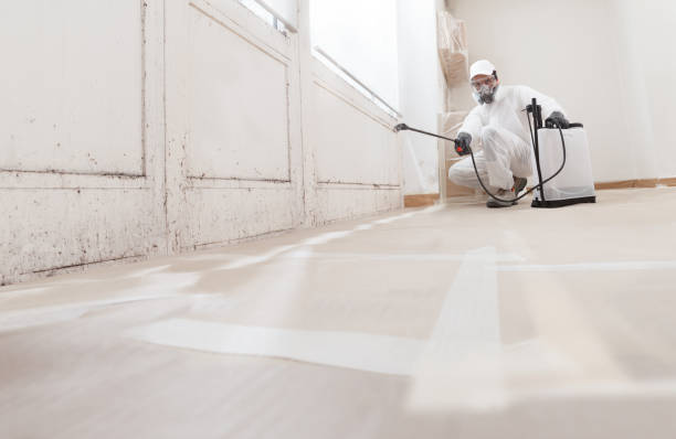 Black mold remediation team in Rockton